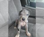 Puppy Puppy 9 Great Dane