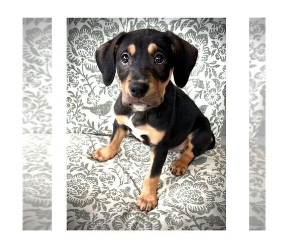 Medium Photo #3 Mutt Puppy For Sale in Mooresville, NC, USA