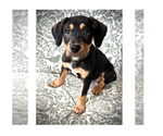Small #2 Mutt