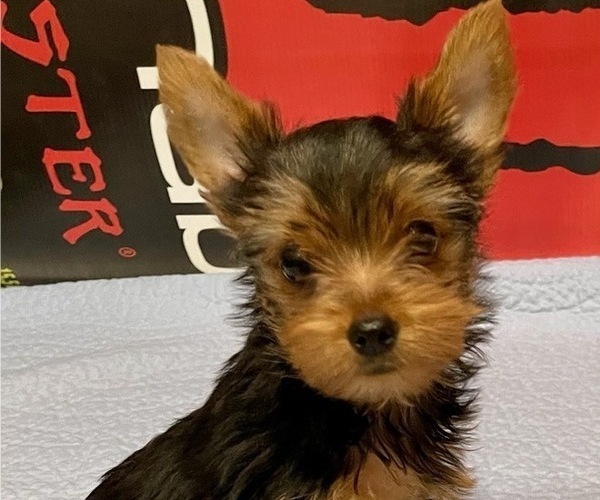 Medium Photo #6 Yorkshire Terrier Puppy For Sale in MADEIRA BEACH, FL, USA
