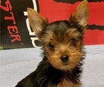 Small #5 Yorkshire Terrier