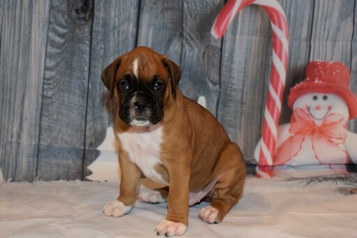 Medium Photo #12 Boxer Puppy For Sale in CHILHOWEE, MO, USA