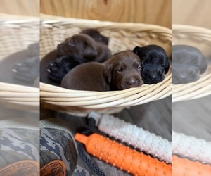 Labrador Retriever Puppy for sale in EASTMAN, GA, USA