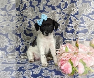 Goldendoodle-Jack Russell Terrier Mix Puppy for sale in NOTTINGHAM, PA, USA