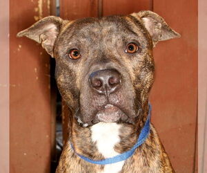 American Staffordshire Terrier-Unknown Mix Dogs for adoption in Oakland Park, FL, USA