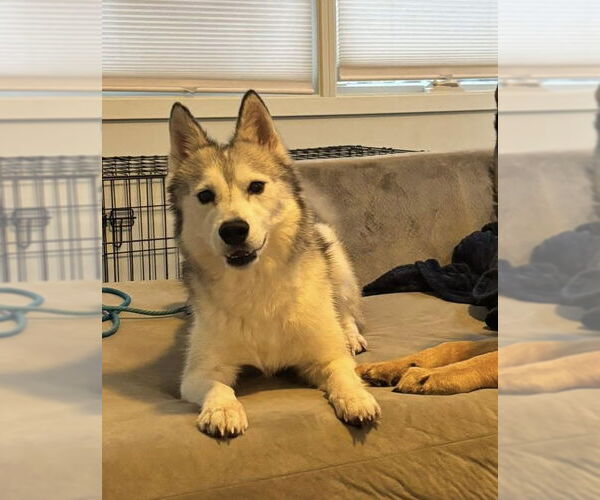 Medium Photo #1 Siberian Husky-Unknown Mix Puppy For Sale in Columbus, IN, USA