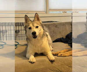 Siberian Husky-Unknown Mix Dogs for adoption in Columbus, IN, USA