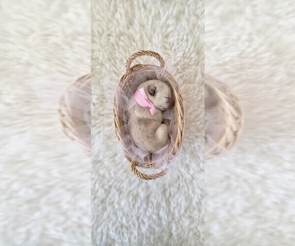 Medium Photo #4 Borador Puppy For Sale in FORTUNA, CA, USA