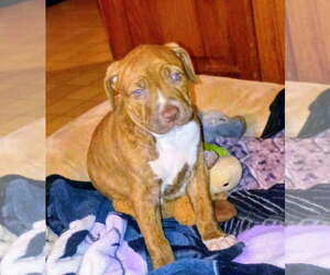 Bulldog-Unknown Mix Dogs for adoption in Crete, IL, USA