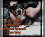 Small Photo #56 Australian Shepherd-Pembroke Welsh Corgi Mix Puppy For Sale in GALLEGOS, NM, USA