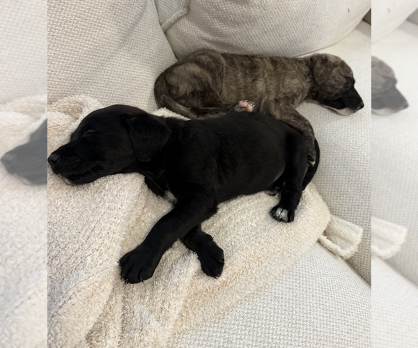 Medium Photo #4 Mutt Puppy For Sale in Brooklyn, NY, USA