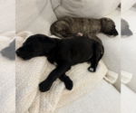 Small Photo #4 Mutt Puppy For Sale in Brooklyn, NY, USA