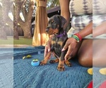 Small #2 Doberman Pinscher