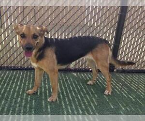 Beagle-German Shepherd Dog Mix Dogs for adoption in Norco, CA, USA