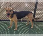 Small Beagle-German Shepherd Dog Mix