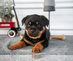 Puppy Hector Rottweiler