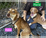 Small Dachshund Mix