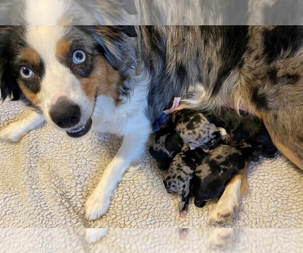 Medium Photo #63 Miniature Australian Shepherd Puppy For Sale in BONNERS FERRY, ID, USA