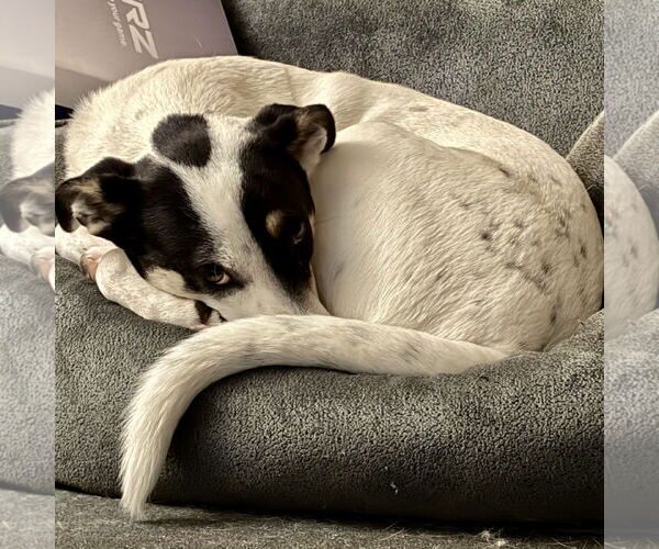 Medium Photo #2 Pointer-Rat Terrier Mix Puppy For Sale in Batavia, OH, USA