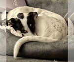 Small #1 Pointer-Rat Terrier Mix