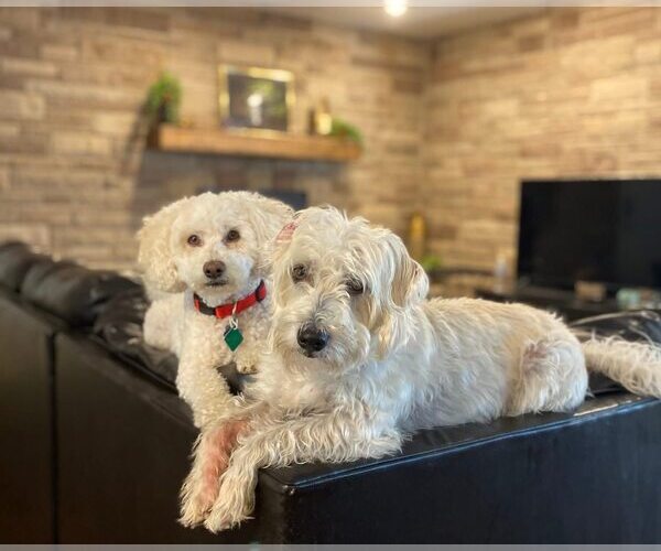 Medium Photo #7 Bichon Frise-Unknown Mix Puppy For Sale in Clarkston, MI, USA