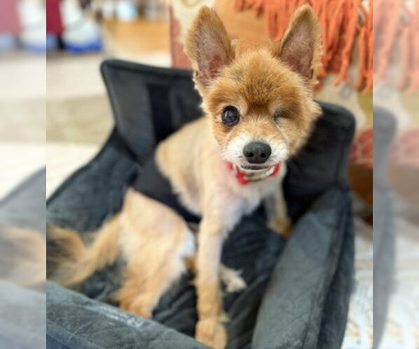 Medium Photo #5 Pomeranian Puppy For Sale in Arlington, VA, USA