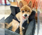 Small #4 Pomeranian