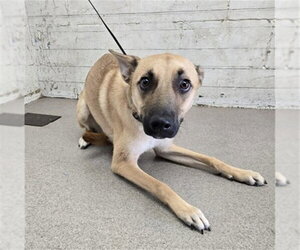German Shepherd Dog-Unknown Mix Dogs for adoption in San Bernardino, CA, USA