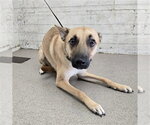 LEAH - Female German Shepherd Dog-Unknown Mix Dog for Adoption - Small photo