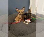 Small Photo #13 Chihuahua Puppy For Sale in Bellmawr, NJ, USA