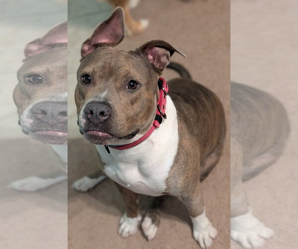 Medium Photo #3 American Bulldog-Unknown Mix Puppy For Sale in Chandler, AZ, USA