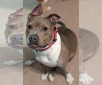 Small #2 American Bulldog Mix