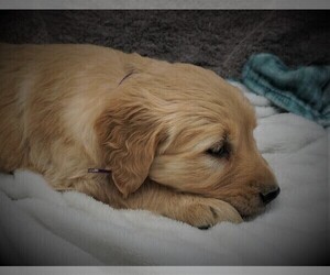 Golden Retriever Puppy for Sale in LUBLIN, Wisconsin USA