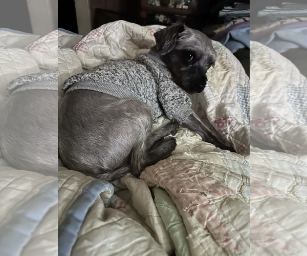 Medium Photo #3 Havamalt Puppy For Sale in Westmont, IL, USA