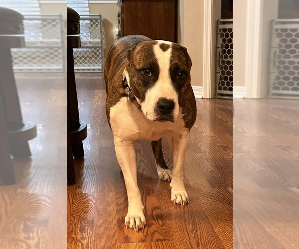Medium Photo #1 Mutt Puppy For Sale in Boston, MA, USA