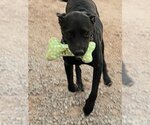 Small Photo #3 Mastador Puppy For Sale in Peralta, NM, USA