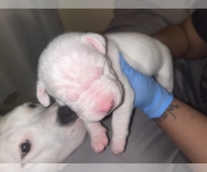 Dogo Argentino Puppy for sale in NEWARK, NJ, USA