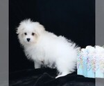 Small #6 Maltipom