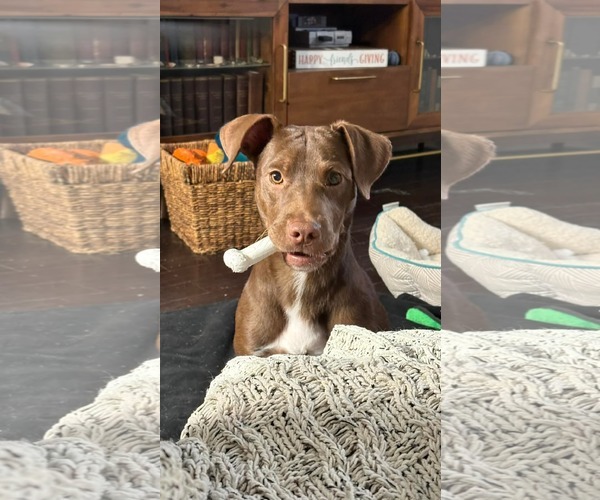 Medium Photo #12 Labrador Retriever-Unknown Mix Puppy For Sale in Holly Springs, NC, USA