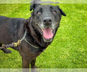 Labrador Retriever-Unknown Mix Dogs for adoption in San Diego, CA, USA
