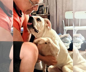 Alfa - Female Boxer Dog for Adoption - Photo #10