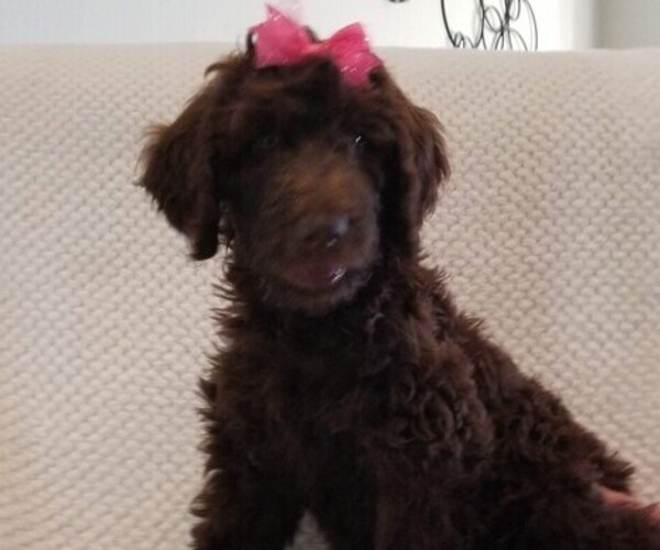 Medium Photo #5 Labradoodle Puppy For Sale in FORNEY, TX, USA