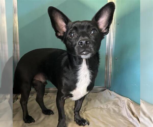 Medium Photo #1 Chihuahua-Unknown Mix Puppy For Sale in San Antonio, TX, USA