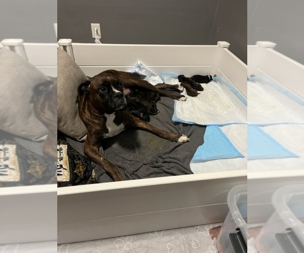 Medium Photo #1 Boxer Puppy For Sale in RIVER GROVE, IL, USA
