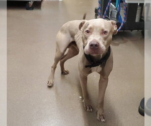 American Pit Bull Terrier Dogs for adoption in Aurora, IL, USA