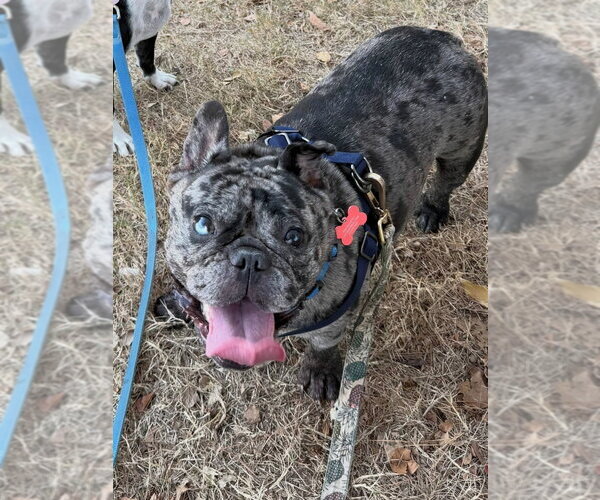 Medium Photo #1 French Bulldog-Unknown Mix Puppy For Sale in Lakewood, CO, USA