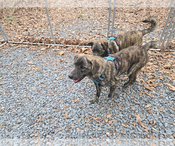 Medium Photo #4 Holland Shepherd-Plott Hound Mix Puppy For Sale in Albemarle, NC, USA