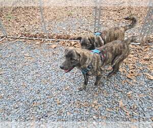 Clyde - Male Holland Shepherd-Plott Hound Mix Dog for Adoption - Photo #4