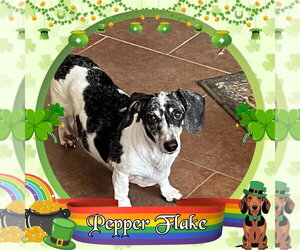 Dachshund Dogs for adoption in San Antonio, TX, USA