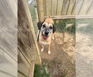 Boxer-Unknown Mix Dogs for adoption in Jackson, MS, USA